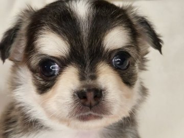 チワワ(ロング)【岐阜県・男の子・2022年2月22日・セーブルホワイト(ハスキーカラー)】の写真「珍しいカラー　ウルフ&ホワイト（ハスキーカラ）」