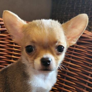 チワワ(スムース)【岐阜県・男の子・2022年6月24日・フォーン&ホワイト】の写真「甘えん坊の可愛い男の子です。」