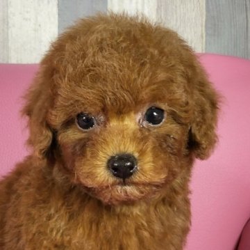 トイプードル(トイ)【岐阜県・男の子・2023年3月16日・レッド】の写真「甘えん坊な男の子です」