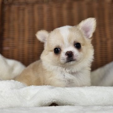 チワワ(ロング)【岐阜県・女の子・2024年6月8日・クリーム&ホワイト】の写真「可愛い女の子です。」