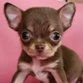 チワワ(スムース)【岐阜県・男の子・2022年9月22日・チョコタン&ホワイト】の写真1