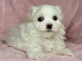 マルチーズ【岐阜県・男の子・2022年4月21日・ホワイト】の写真4