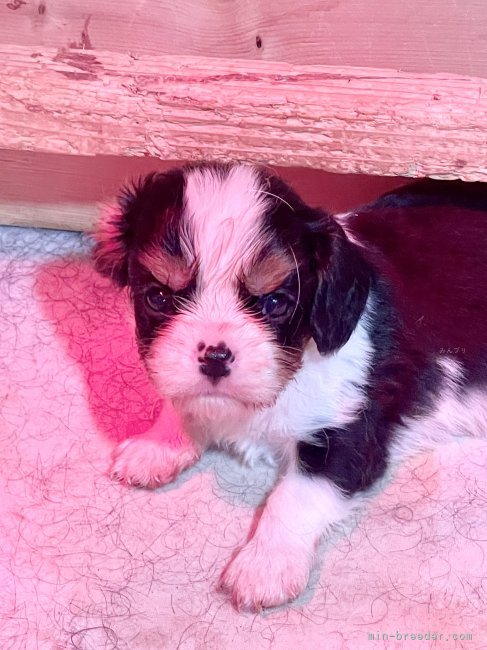 大木政孝ブリーダーのブログ：キャバリアの子犬🐾