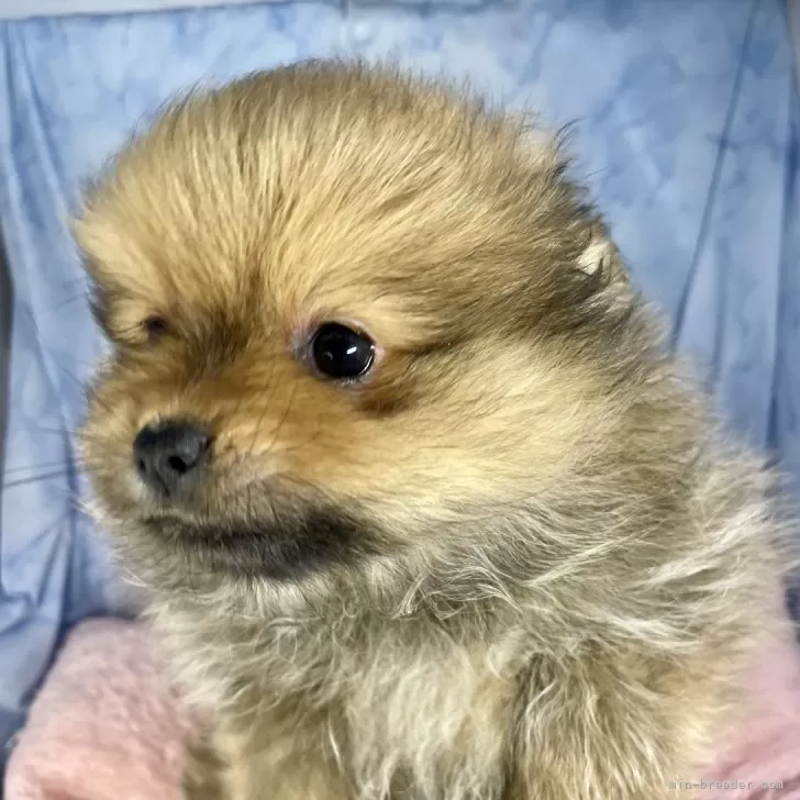 ID：2412-06947の子犬