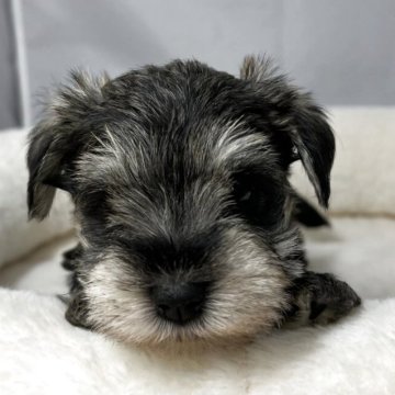 ミニチュアシュナウザー【山形県・女の子・2025年11月23日・ソルト&ペッパー】の写真「可愛いシュナのおんなのこ🐾」