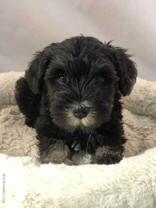 ID:2010-01165の子犬