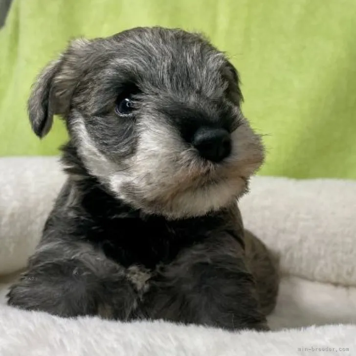 ID:2311-05616の子犬
