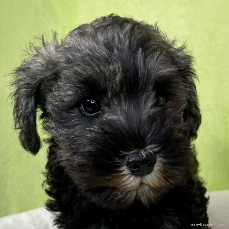 ID：2210-00055の子犬