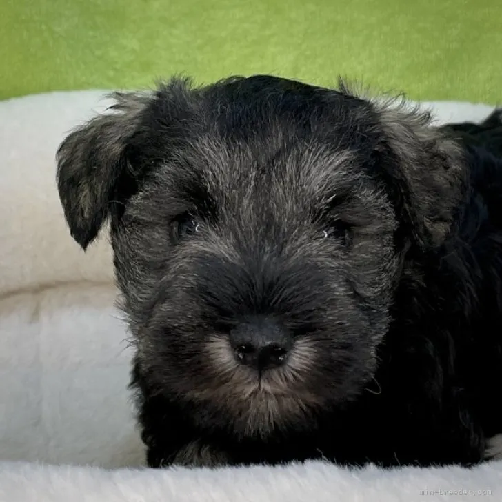 ID:2304-00075の子犬