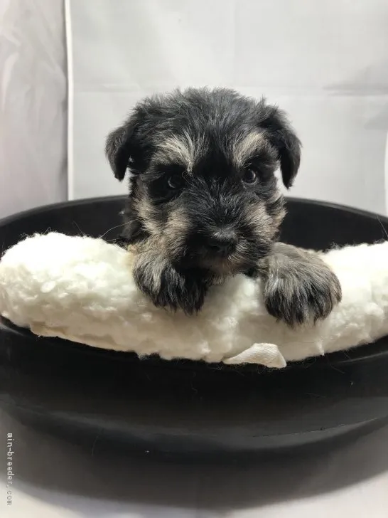 ID：2010-03550の子犬