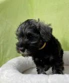 ミニチュアシュナウザー【山形県・男の子・2022年8月3日・ソルト&ペッパー】の写真2