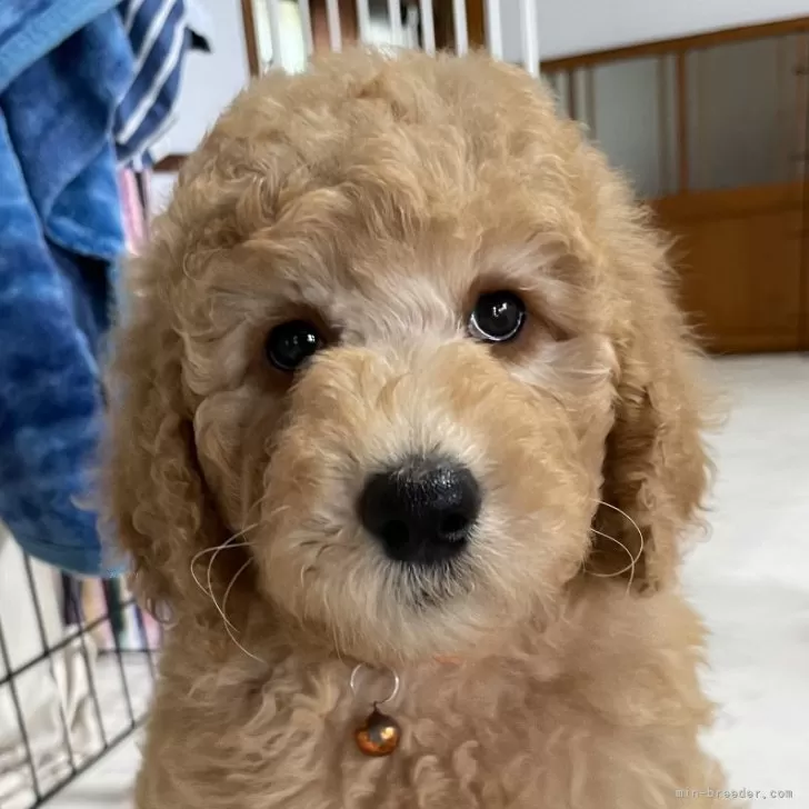 石川 様のお迎えした子犬
