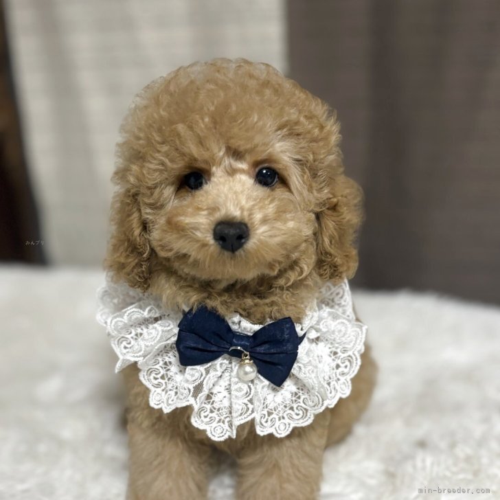 ブリーダー画像