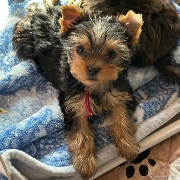 K.T 様のお迎えした子犬