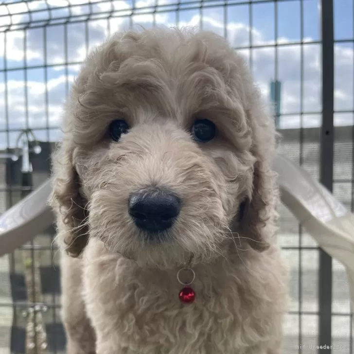 ID：2410-07392の子犬