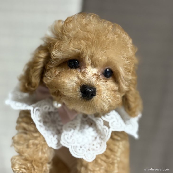 ブリーダー画像