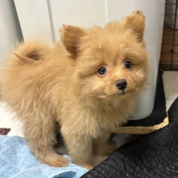 ポメプー(ポメラニアン×トイプードル)【茨城県・女の子・2025年10月3日・クリーム】の写真「活発な女の子♡」