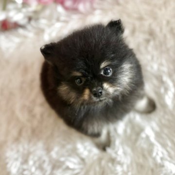 ポメラニアン【茨城県・女の子・2025年10月5日・ブラックタン】の写真「毛量豊富で美人な子♡」