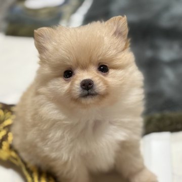 ポメラニアン【茨城県・女の子・2025年10月5日・クリーム】の写真「美人さん💕」