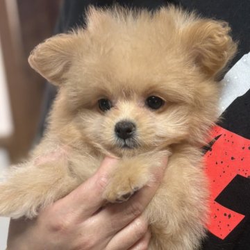 ポメプー(ポメラニアン×トイプードル)【茨城県・女の子・2025年10月3日・クリーム】の写真「小ぶりな女の子♡」