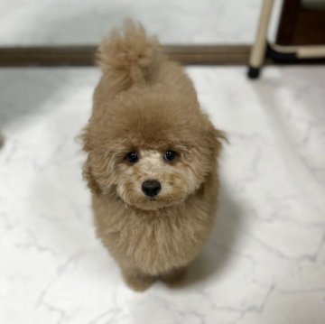 トイプードル(トイ)【茨城県・男の子・2025年8月10日・アプリコット】の写真「子グマちゃん❤️」