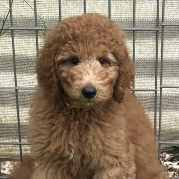 スタンダードプードル【茨城県・男の子・2025年8月16日・レッド】の写真「お顔が可愛い兄妹♡」