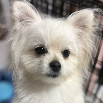 ミックス(ポメラニアン×ポメプー)【茨城県・男の子・2025年6月23日・ホワイト】の写真「むちむちの白クマ君♡」