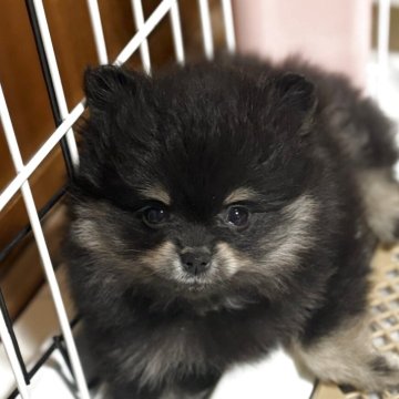 ポメラニアン【茨城県・女の子・2025年10月5日・ブラックタン】の写真「小ぶりで美人な子♡」