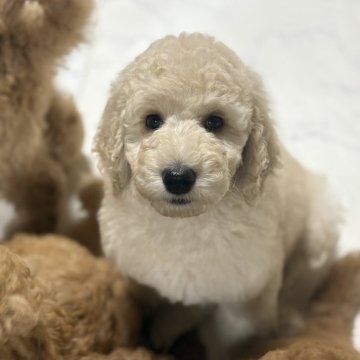 スタンダードプードル【茨城県・男の子・2025年8月16日・クリーム】の写真「お顔が可愛い兄妹♡」