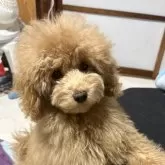 トイプードル(トイ)