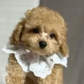 タイニープードル