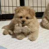 ポメプー(ポメラニアン×トイプードル)【茨城県・男の子・2025年2月16日・アプリコット】の写真4