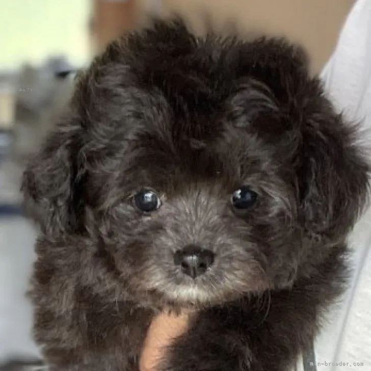 H.T 様のお迎えした子犬