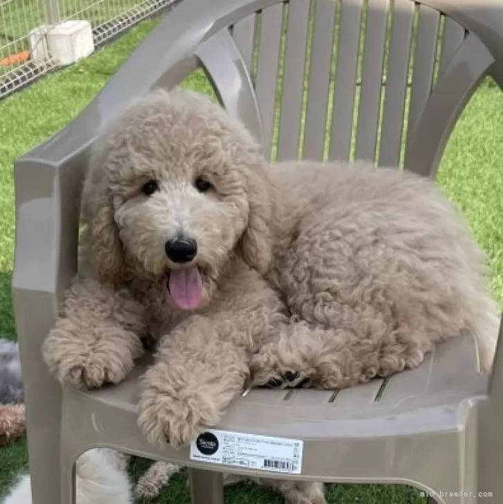 ID：2403-03090の子犬