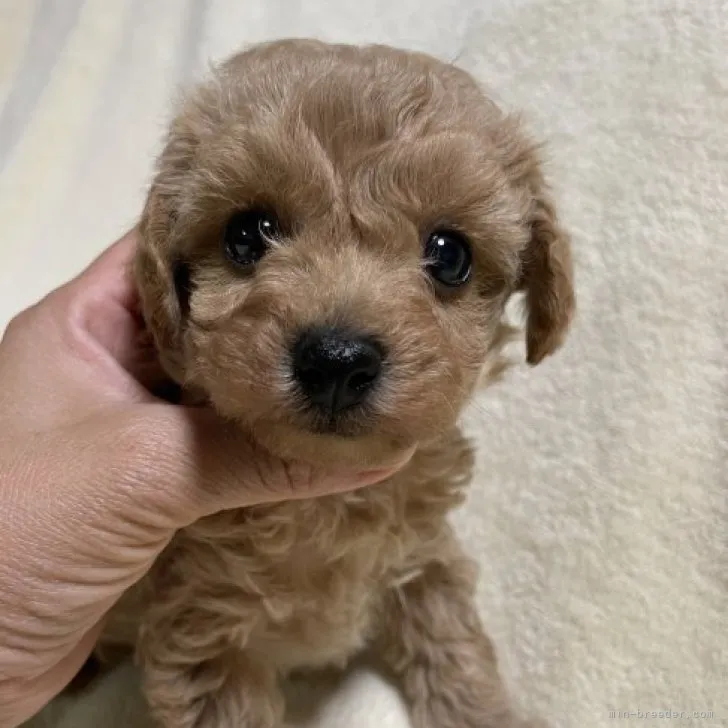 ID:2302-02304の子犬