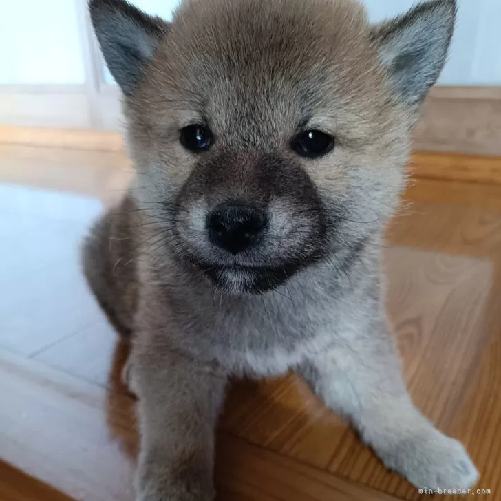 ID：2502-03831の子犬