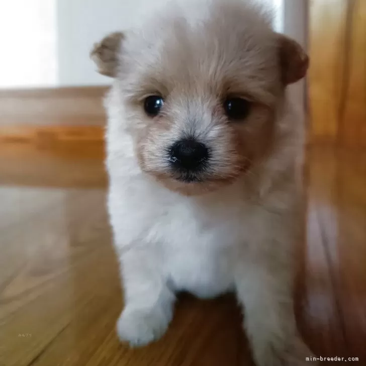 ID:2508-03167の子犬