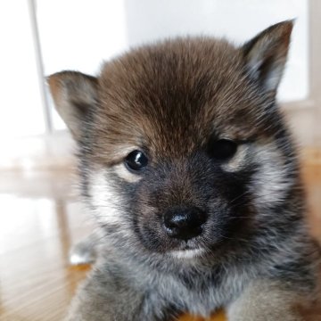 柴犬(標準サイズ)【岩手県・男の子・2025年6月29日・赤】の写真「元気な子です」