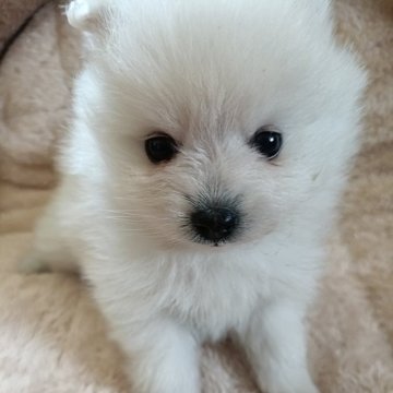 ポメラニアン【岩手県・女の子・2025年1月13日・クリーム】の写真「まだおっとりです」