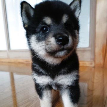 柴犬(標準サイズ)【岩手県・男の子・2025年7月25日・黒】の写真「小さめになりそうです」