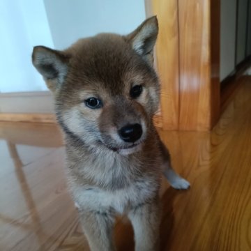 柴犬(標準サイズ)【岩手県・女の子・2024年11月2日・赤】の写真「元気です」