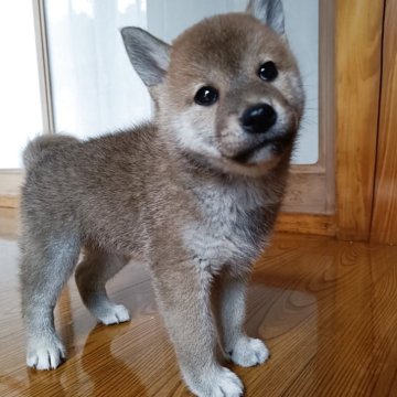 柴犬(標準サイズ)【岩手県・男の子・2026年4月5日・赤】の写真「元気です」