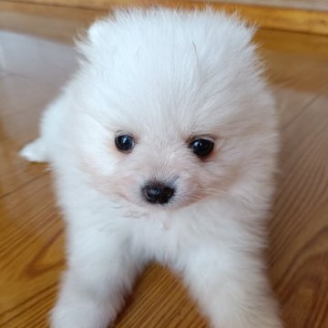 ポメラニアン【岩手県・女の子・2025年2月7日・クリーム】の写真「体幹がしっかりしてます」