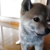 柴犬(標準サイズ)