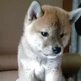 柴犬(標準サイズ)