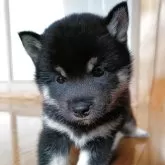 柴犬(標準サイズ)
