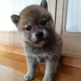 柴犬(標準サイズ)