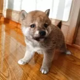 柴犬(標準サイズ)