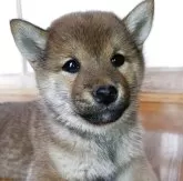 柴犬(標準サイズ)【岩手県・男の子・2025年2月9日・赤】の写真1