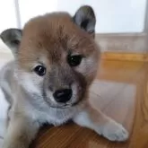 柴犬(標準サイズ)【岩手県・女の子・2025年6月3日・赤】の写真3